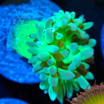 COE   Live Coral Frag ~ Neon Duncan Coral LPS SPS CORAL • $5.99