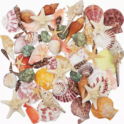 Sea Shells Mixed Beach Seashells 9 Kinds Of 3-9 CM Natural Seashells And 2 Kinds • £13.28