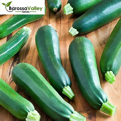 ZUCCHINI Black Beauty 10 Seeds Grow VEGETABLES SEEDS • $4.02