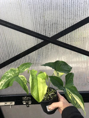 $29 • Buy Syngonium Aurea - Yellow Variegated Stunning Plant