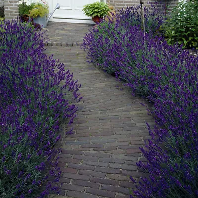 Lavender Hidcote In A 9cm Pot Garden Ready To Planted Out • £9.99