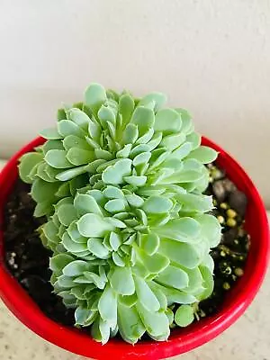 Echeveria Potosina Crested • $38.90