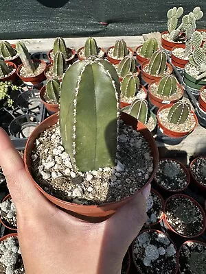 Pachycereus Marginatus - Mexican Fencepost Cactus • $24.99