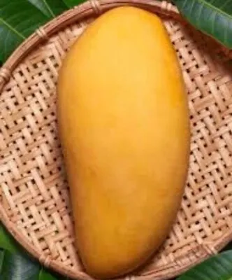 Grafted Mango Nam Yam Doc Mai (Mangifera Indica) Live Tropical Tree (12  - 24 ) • $70.19