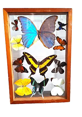 Vintage Blue Morpho Butterfly & Moth Taxidermy Display Case Glass Framed Art • $110