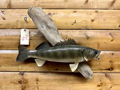 Real Skin Mount Walleye Pike Northern Musky Bass Sauger Fish Taxidermy FW96 • $179