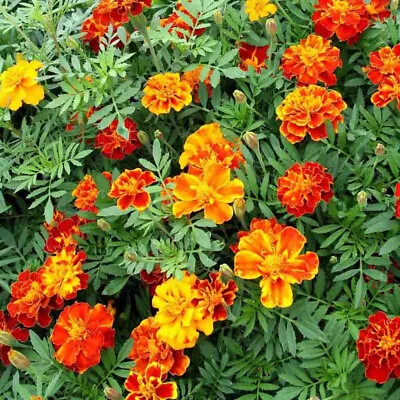 Marigold French Double Seeds Free Usa Shipping • $2