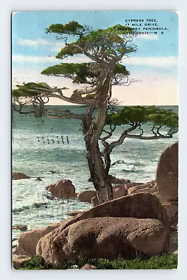 Cypress Tree Monterey Peninsula California Vtg Postcard SAL27 • $2