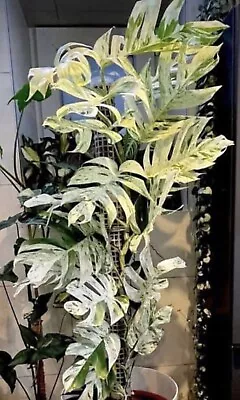 Epipremnum Pinnatum Marble Variegated No Monstera Philodendron • $31