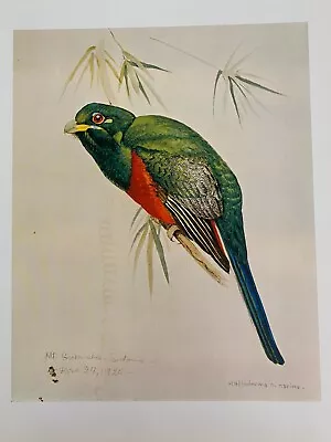 Louis Agassiz Fuertes & The Singular Beauty Of Birds  Narina's Trogon  Print • $7.99