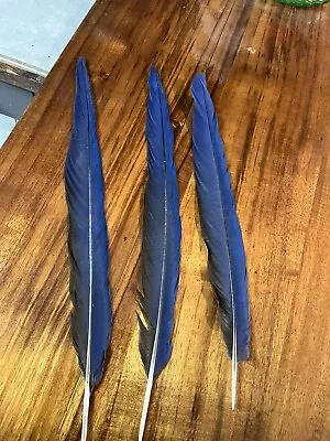 Hyacinth Macaw Tail Feathers 3 • $10.80