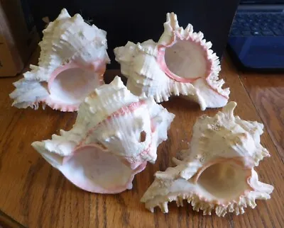 Lot Of 4 Murox Ramosus Shells - Nice Color • $36.09