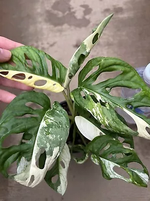 Monstera Adansonii JAP TRICOLOUR VARIEGATED RARE Established(Not Philodendron) • $50