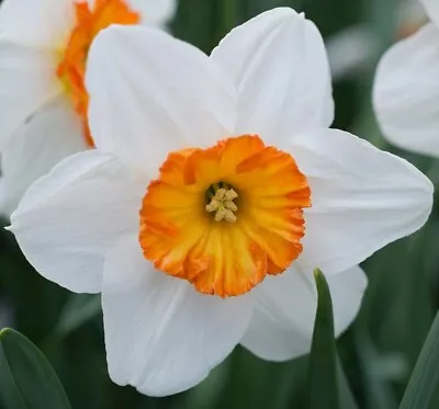 (10) Large Barrett Browning Yellow Daffodil Bulbs Please Check Our Other Bulbs • $19.50