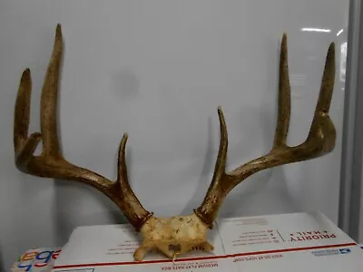 20 0/8 Wide 4x4 WHITETAIL DEER RACK 127 1/8  Antlers Mule Mount Taxidermy Elk • $120