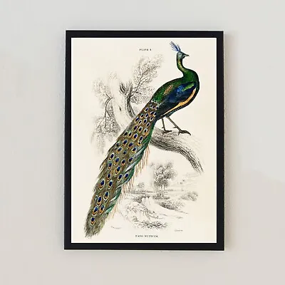 Vintage Bird Peacock Illustration Antique Home Decor Retro 7x5 Wall Art Print • $6.21