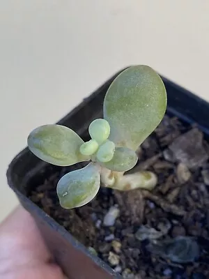 Graptopetalum Amethystinum - Lavender Pebbles | Rare | Succulents | Pink | Plant • $15