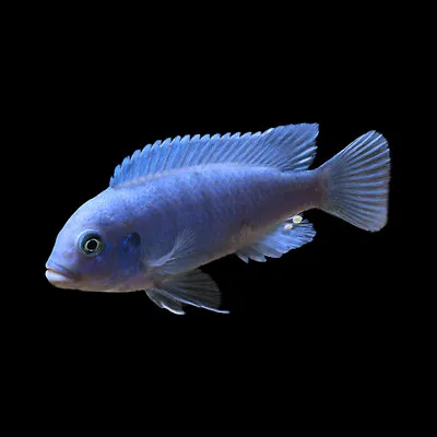 Blue Zebra Mbuna Cichlid | Maylandia Zebra «Blue + Blue» | Lake Malawi Cichlid • £8.85