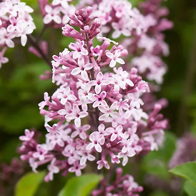 Syringa Palibin - Korean Lilac | Deciduous Potted Flowering Garden Shrub • £9.99