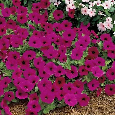 ~ Tidal Wave PURPLE * Trailing Petunia * 20 Pelleted Seeds * • $4.25