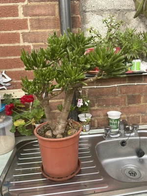 £50 • Buy Money Tree , Jade Plant - Crassula Ovata Gollum