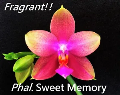 Phalaenopsis Sweet Memory Orchid Flask • $100