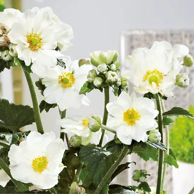Anemone 'Andrea Atkinson' XL Plug Plant X 6. White Perennial Flowers. • £20.95