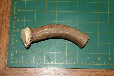 Mule Deer Antler Base #8 Knife Handle / Sheds Antlers Whitetail Deer 417 • $13