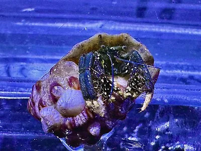 Yellow And Blue Leg Hermit Crab Marine Reefs / Clean Up Crew • £5.99