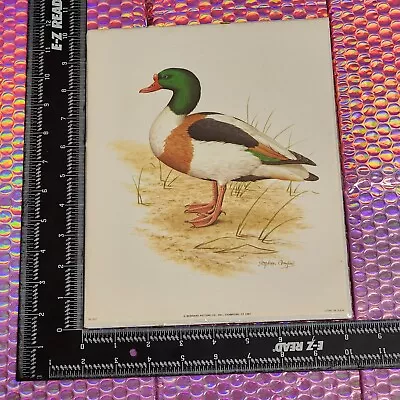 Bernard Picture 1982 Stephen Gayford Litho Wild Fowl Duck Mallard VTG Print • $24