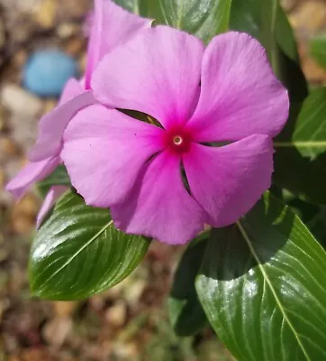 200+ PINK Madagascar ☆Periwinkle☆ Catharanthus Roseus Vinca Rosea • $3.50