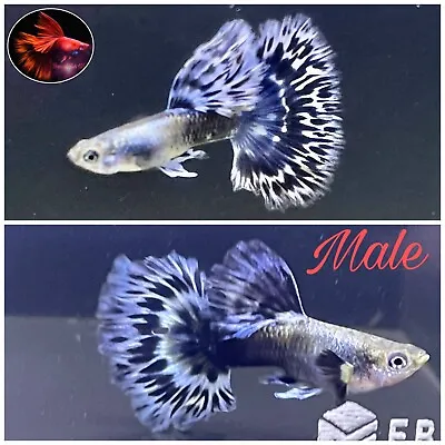 $31.95 • Buy 1 Pair-Purple Ivory Mosaic Halfmoon- Live Guppy Fish High Quality US Seller.