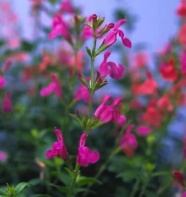 Salvia 'Trewithen Cerise' - 1 Plant - Free P/p On Combined Orders Of £15+ • £3.70