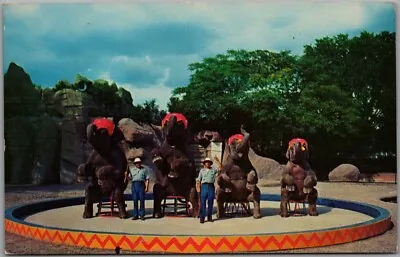 $6 • Buy DETROIT ZOO Michigan Postcard  Elephant Show  Detroit Zoological Park Royal Oak