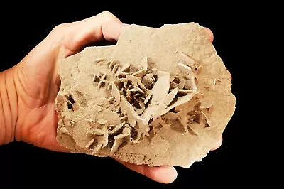 $29.99 • Buy DESERT SELENITE Sand Rose 6  1 Lb 10 Oz Rock Mineral Specimen Healing Crystal