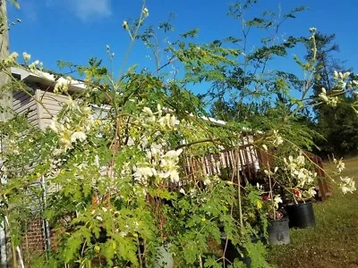 Moringa Oleifera For Planting Philippine Fast Growing Malunggay Seeds -30 • $5
