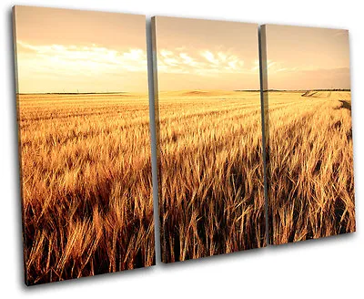 Corn Field Landscapes TREBLE CANVAS WALL ART Picture Print VA • £34.99