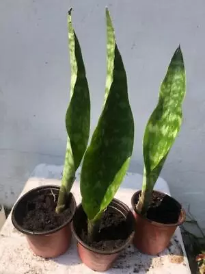 SANSEVIERIA (MOTHER-IN-LAW-TONGUE) AIR PURIFIER Medium (1 X 6 -10 ) • $9.97