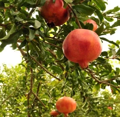 Pomegranate Tree - Celeste Fig Fruit Trees Live Plants • $18
