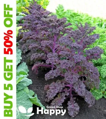 VEGETABLE - BORECOLE - SCARLET KALE - 800 Selected Seeds - WINTER  • £2.09