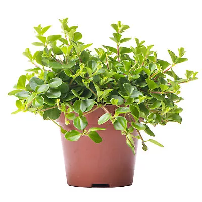 £10.99 • Buy Peperomia Rotundifolia - Trailing Jade | Indoor Home Office Plant 10-15cm In Pot