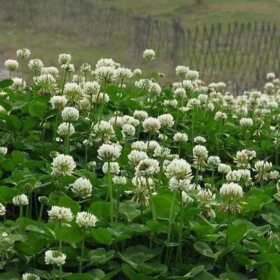  3000 Seeds White UK Wildflower Plants Seed Grass Clover Oxalis Flower Plants • £2.95