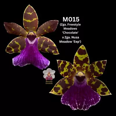 Zygopetalum Flask M015 (Zga. Freestyle Meadows 'Chocolate' X Zga. Nusa Meadow 'E • $115