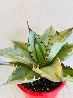 Agave Titanota Silver • $38.90