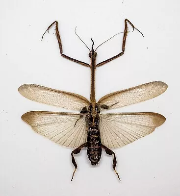 Mantidae -Mantis - Ceratocrania Macra (m) - Cameron Highlands Malaysia (MS60-B) • $14.98