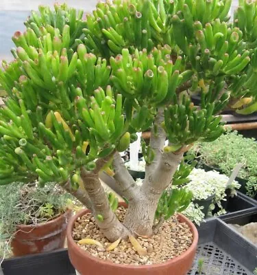 Crassula Ovara  Gollum Jade~ 5 X 10cm Cutting. Plant. Succulent. • $21.90