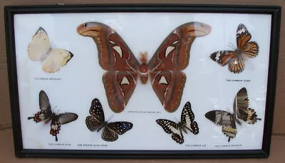 Real Butterflies & Moth Framed~Large ATTACUS ATLAS Moth & Others~Mad Thailand • $19.99