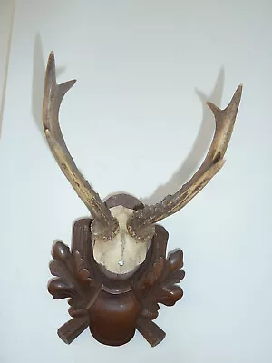 Vintage Black Forest Carved Roe Deer Antlers Mount • $59