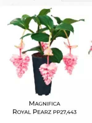 Royal PEARZ Magnifica Medinilla Plant~Live Well Rooted STARTER Plant~ VERY RARE • $29.99