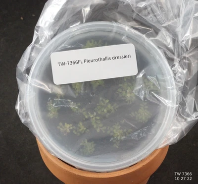 £200.28 • Buy FLASK Pleurothallis Dressleri Syn. Areldia Dressleri